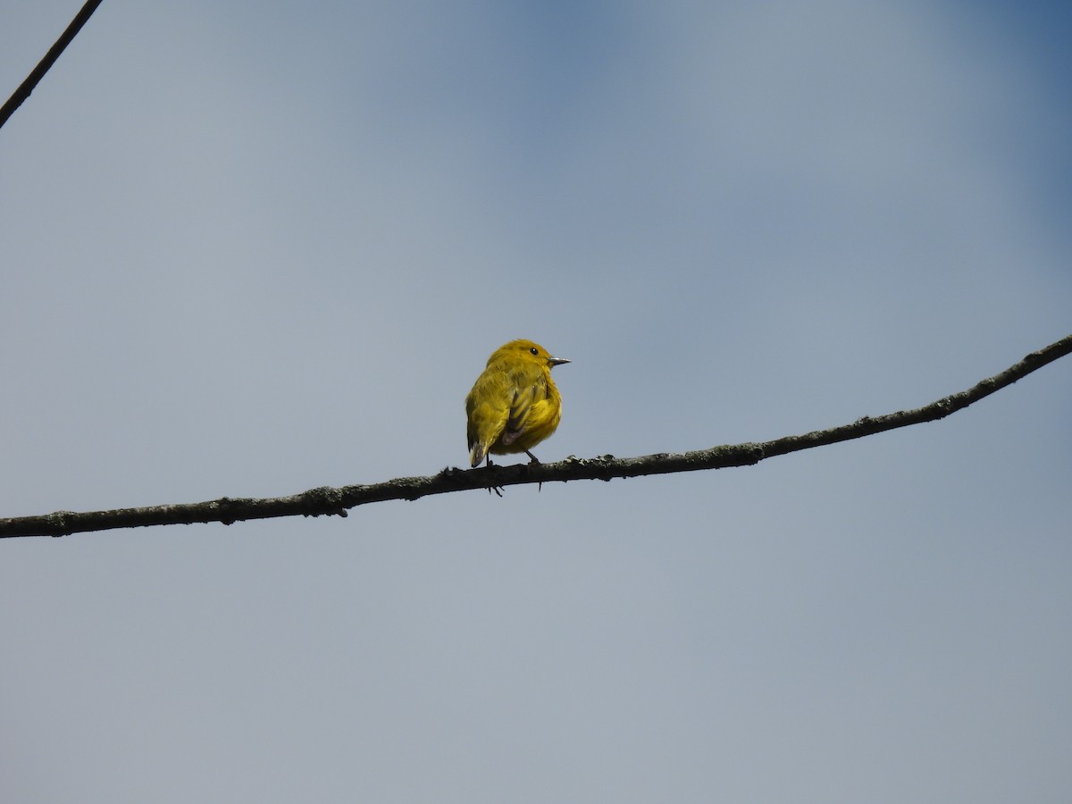 Yellow Warbler - Irene Cody