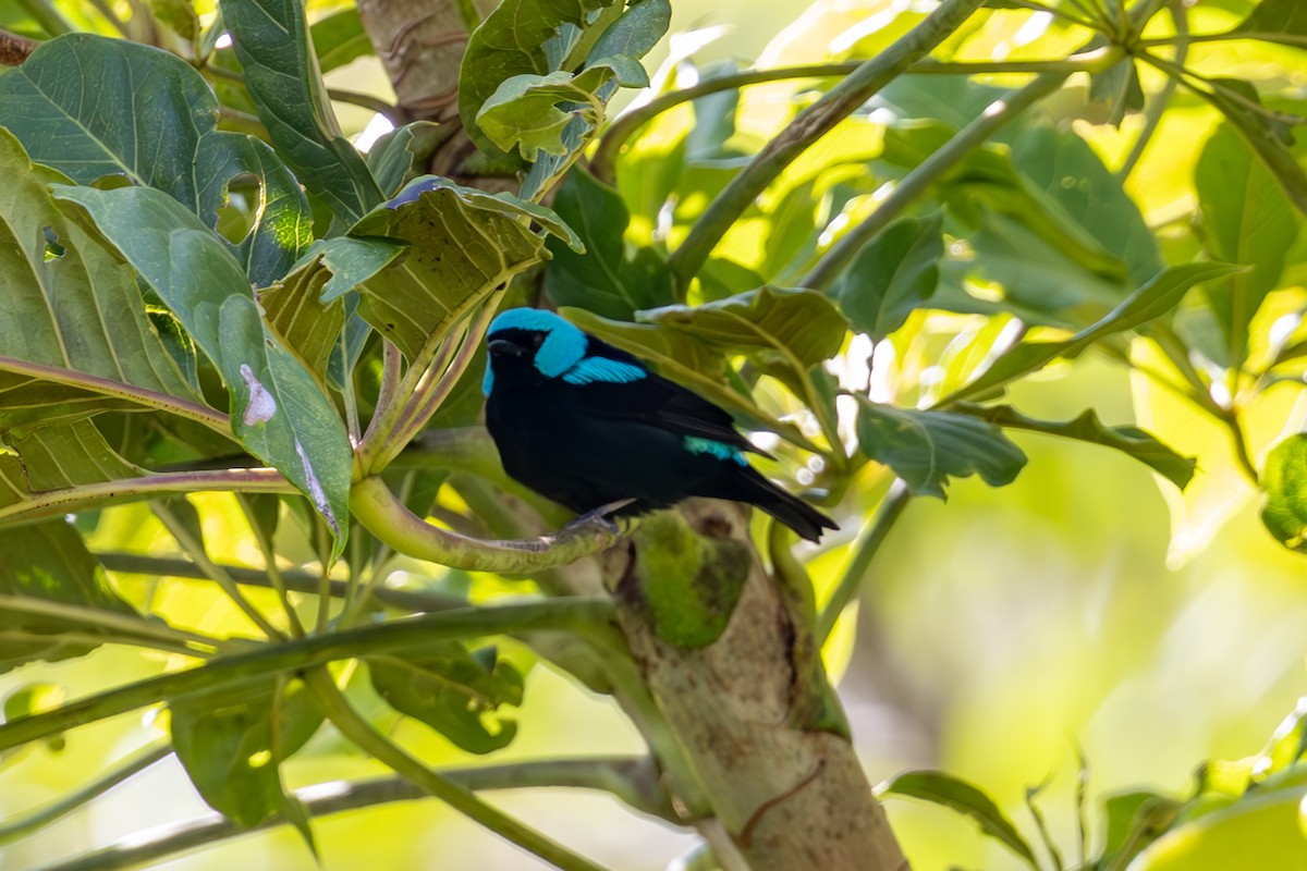 Scarlet-thighed Dacnis - Mason Flint