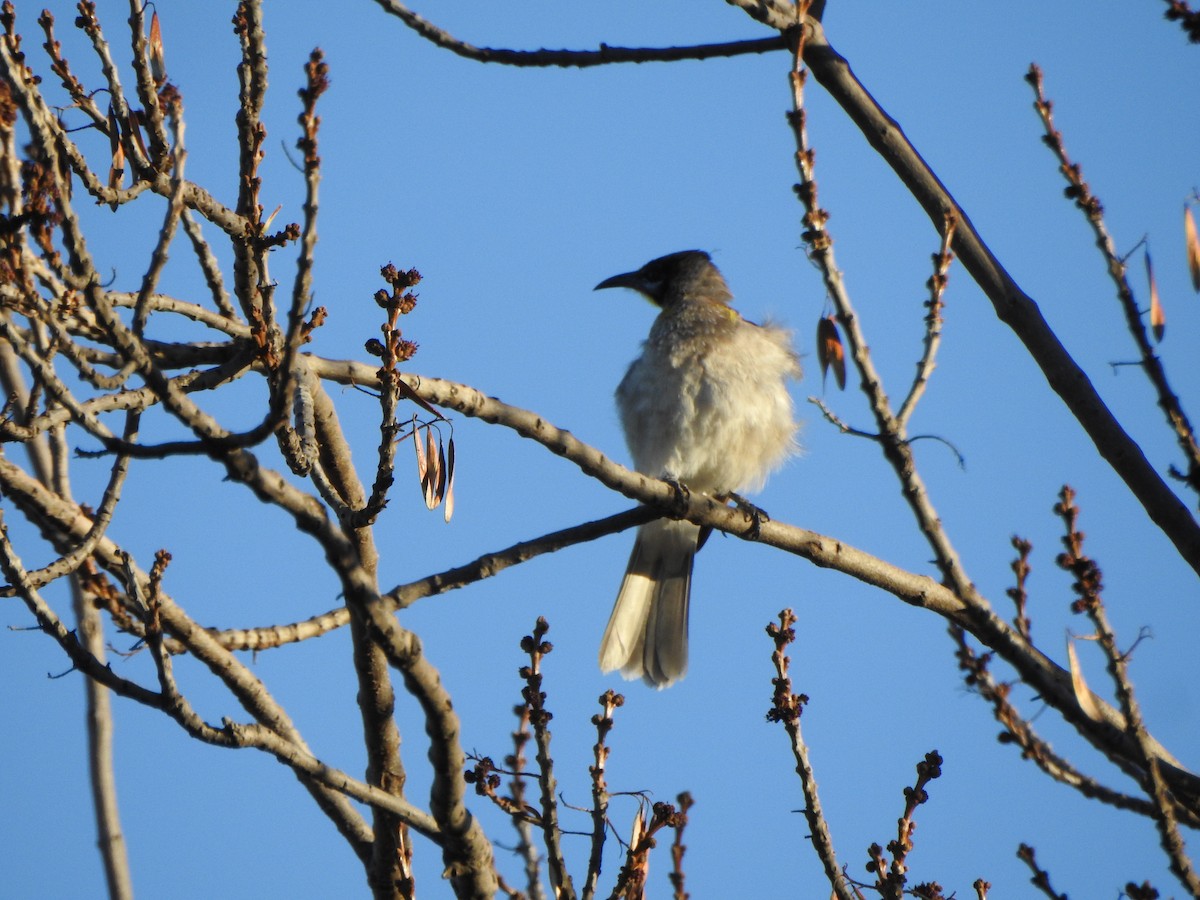 Little Friarbird - DS Ridley