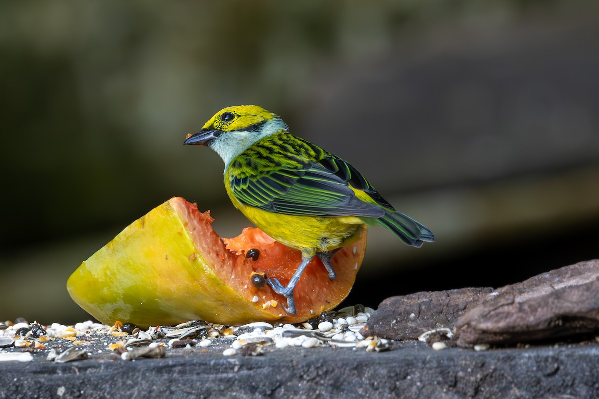 Silver-throated Tanager - Mason Flint