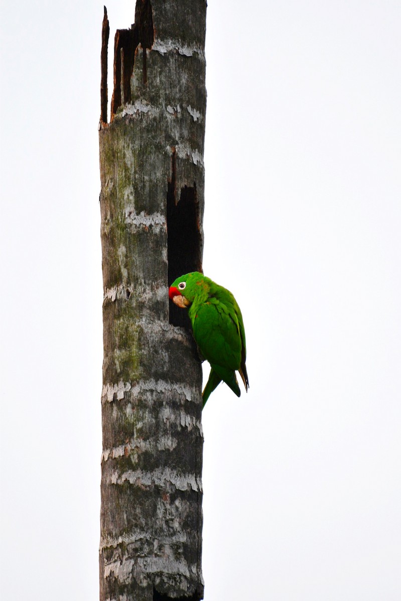 Crimson-fronted Parakeet - Josh Craddock