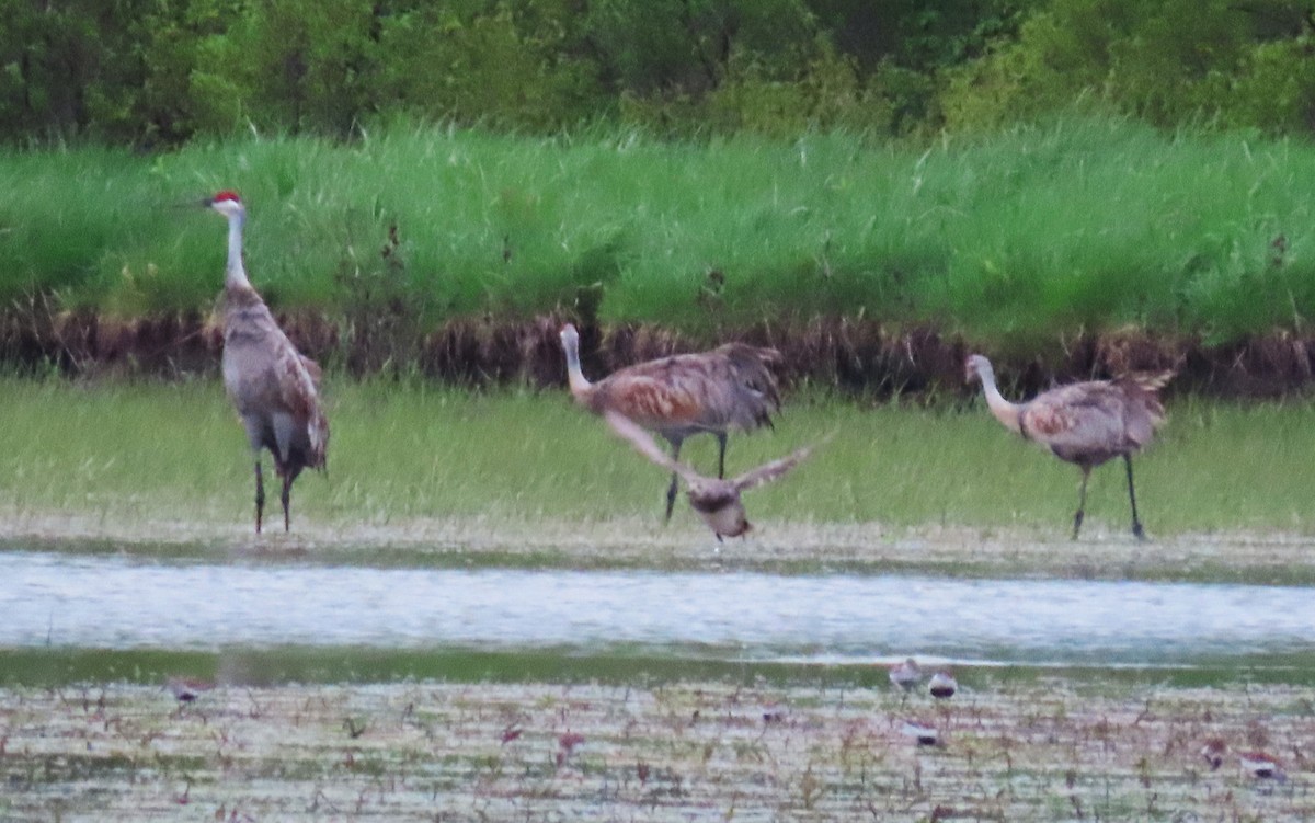 Sandhill Crane - Alfred Scott