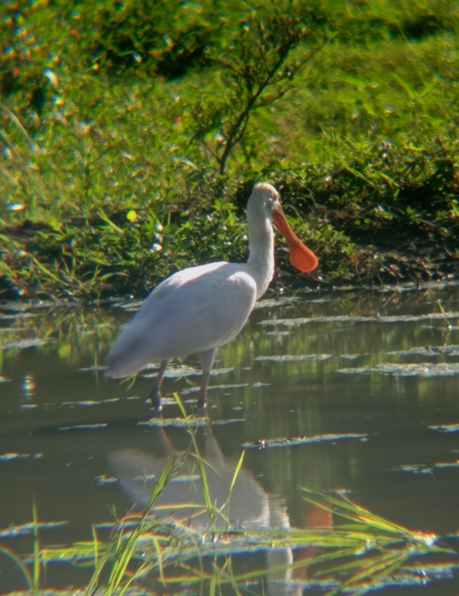 Roseate Spoonbill - Darien Piña Davila