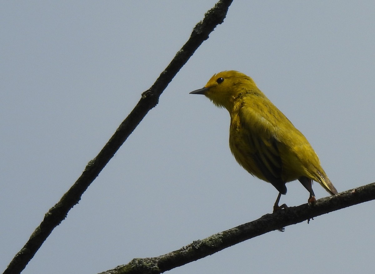 Yellow Warbler - Irene Cody