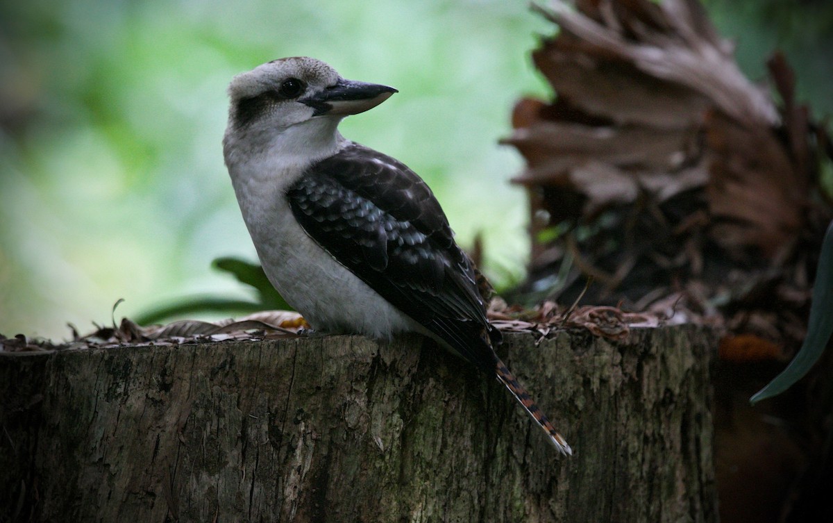 Laughing Kookaburra - David  Tytherleigh