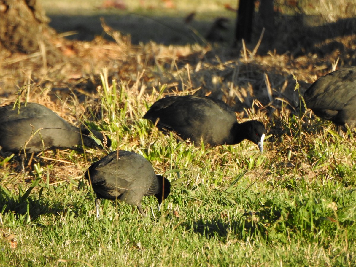 Eurasian Coot - DS Ridley