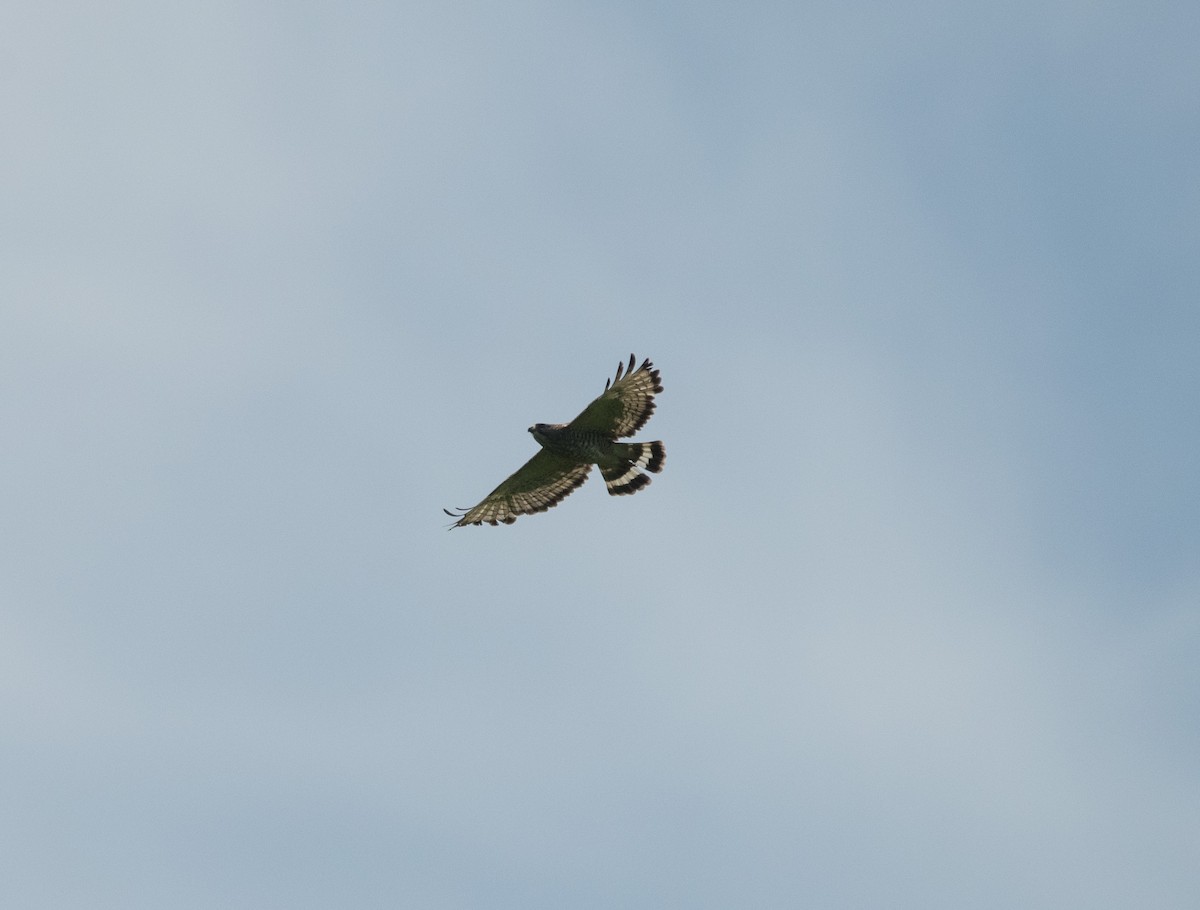 Broad-winged Hawk - David Hultgren