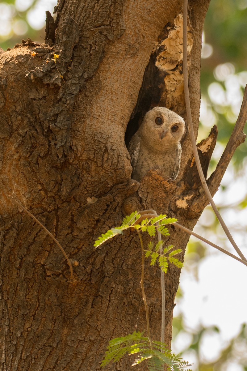 Indian Scops-Owl - Shehnaz K A