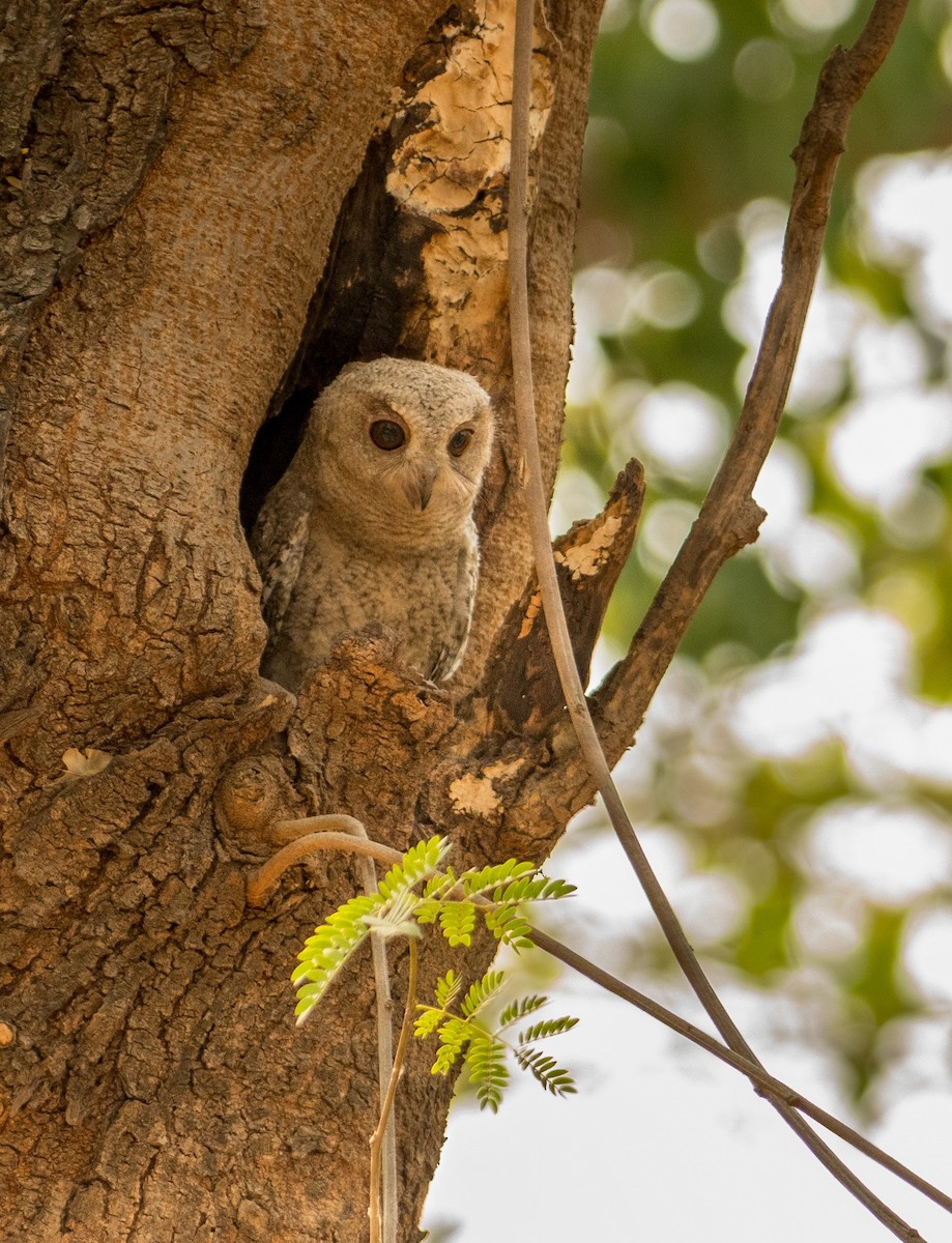 Indian Scops-Owl - Shehnaz K A