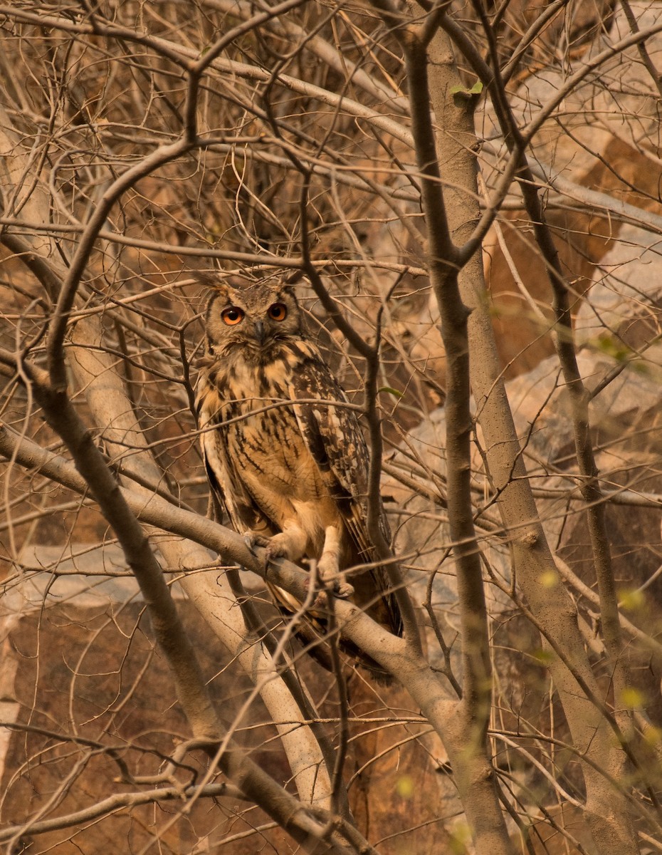 Rock Eagle-Owl - ML619554793