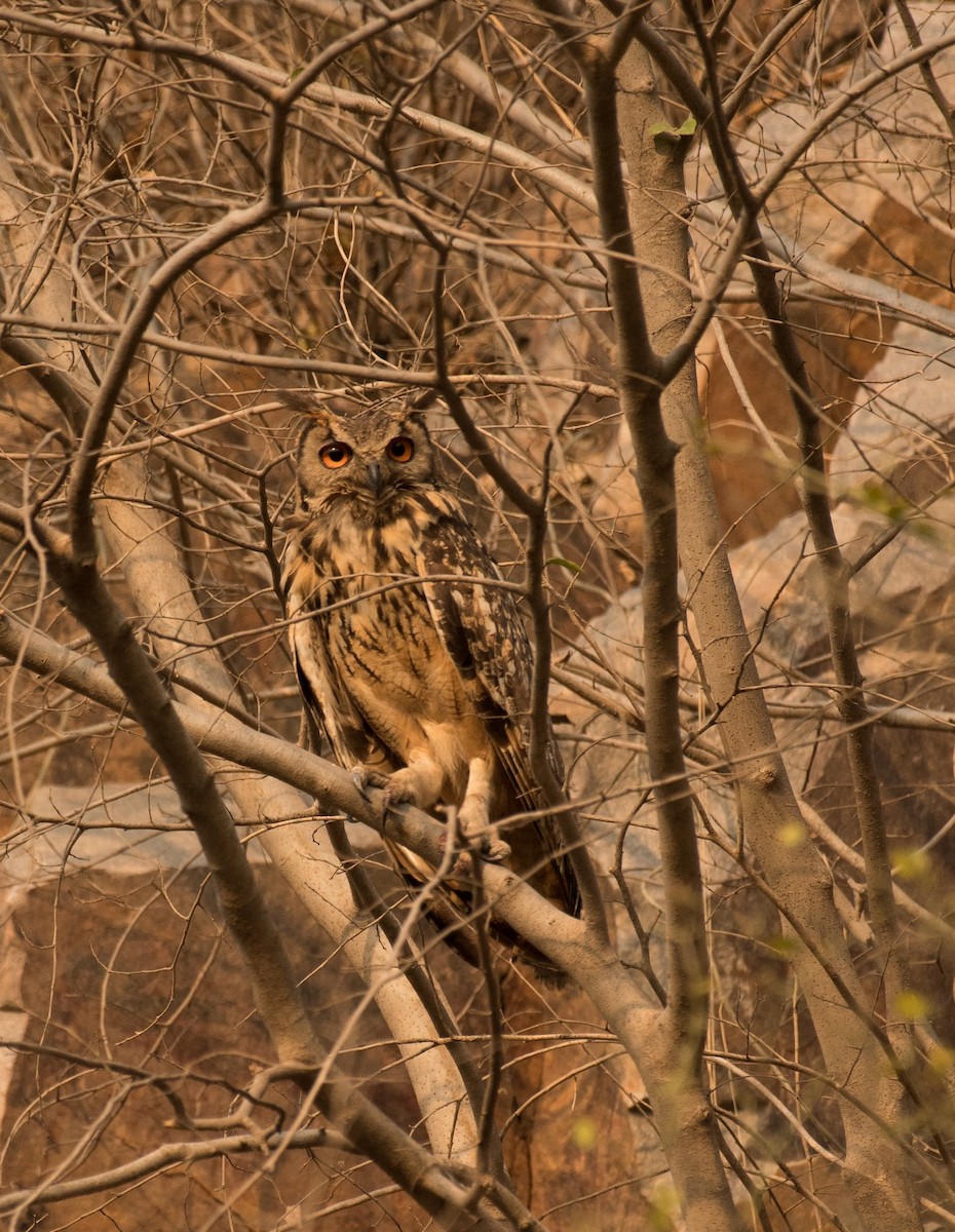 Rock Eagle-Owl - Shehnaz K A