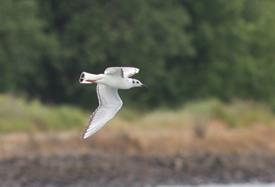 Bonaparte's Gull - Will Wright