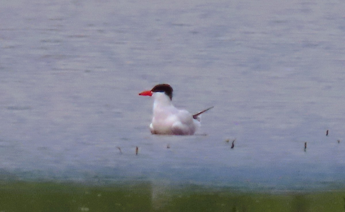 Caspian Tern - Alfred Scott