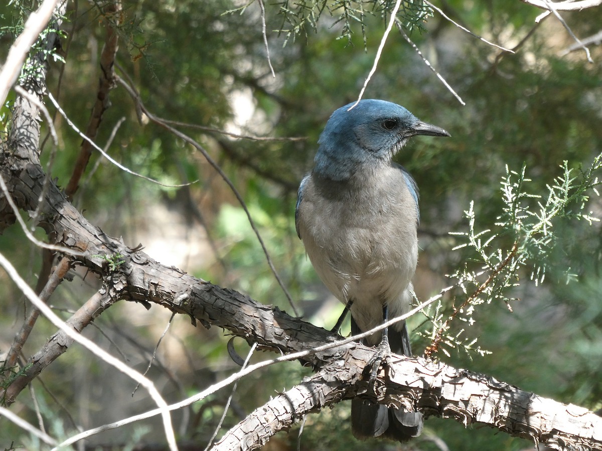 Mexican Jay - Pamela Mull