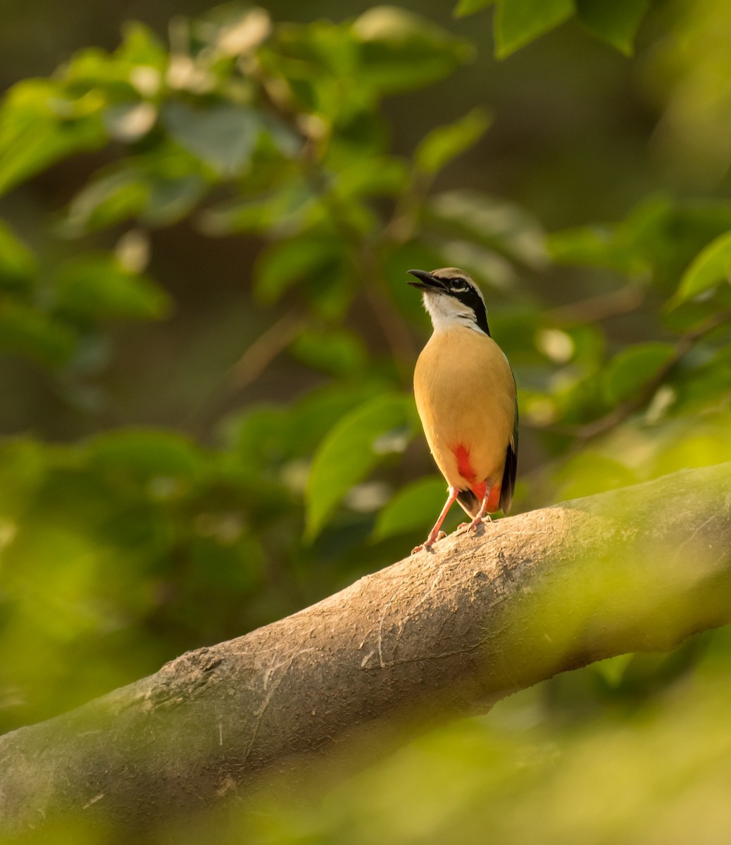 Indian Pitta - Shehnaz K A