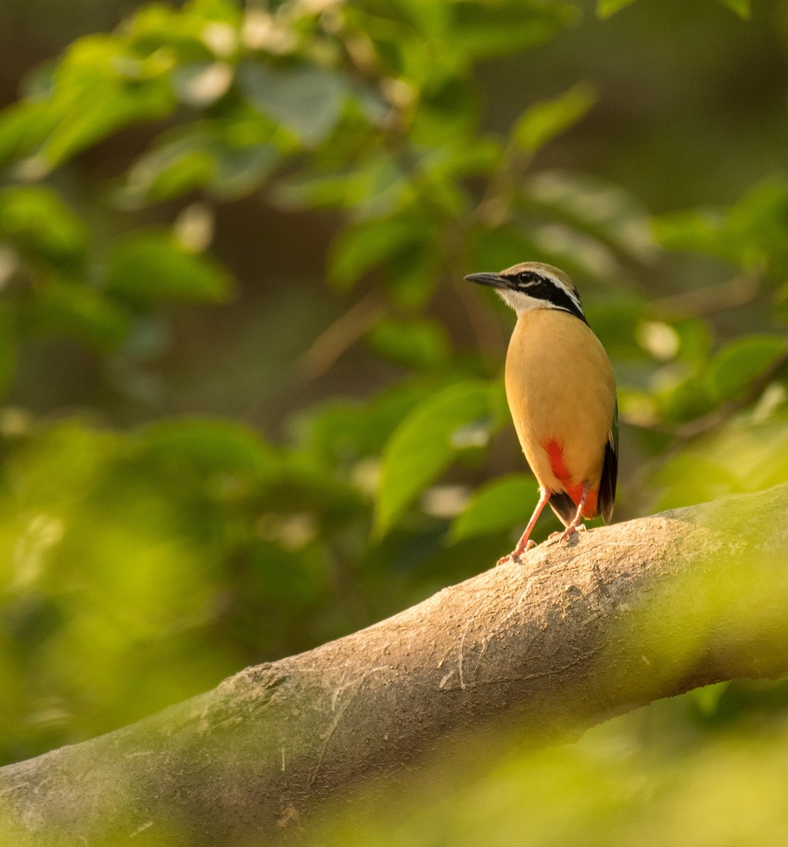Indian Pitta - ML619554802