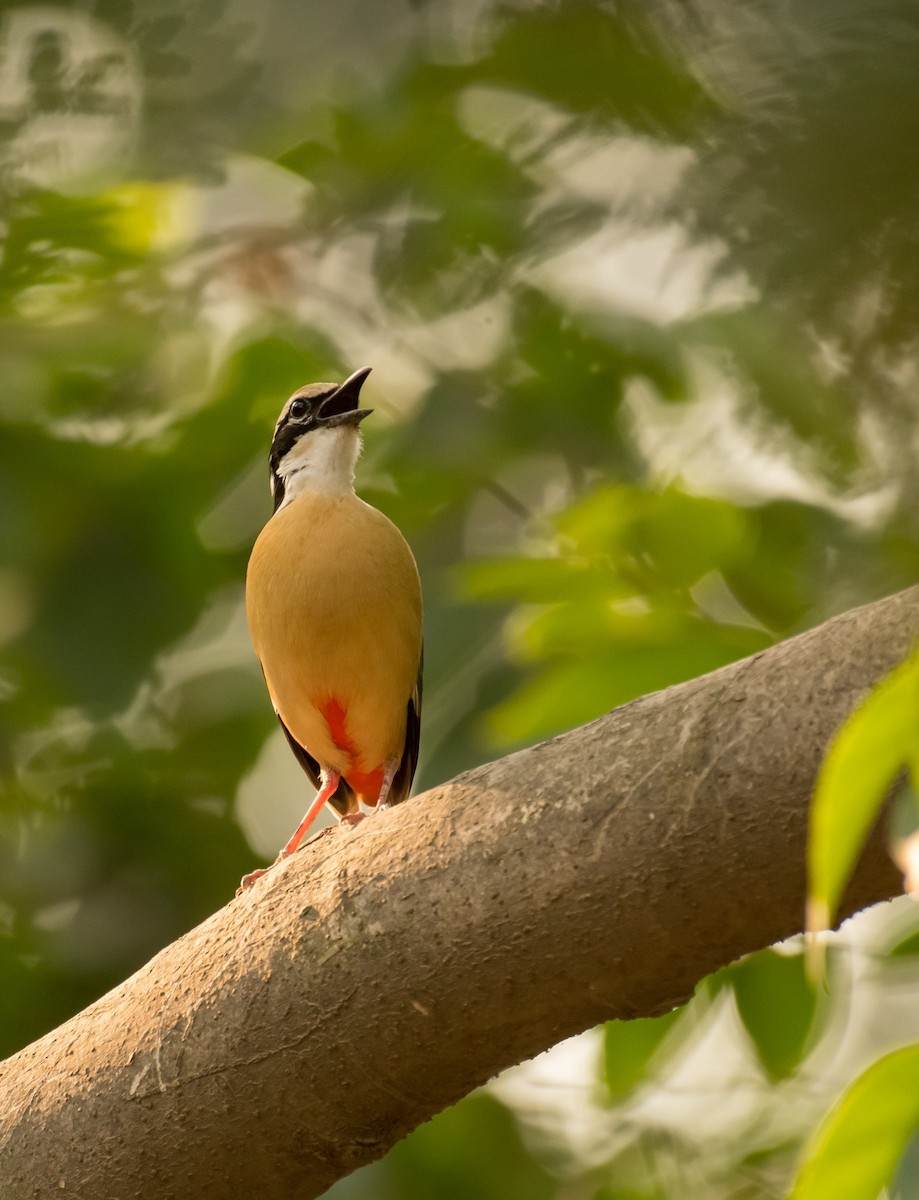 Indian Pitta - Shehnaz K A