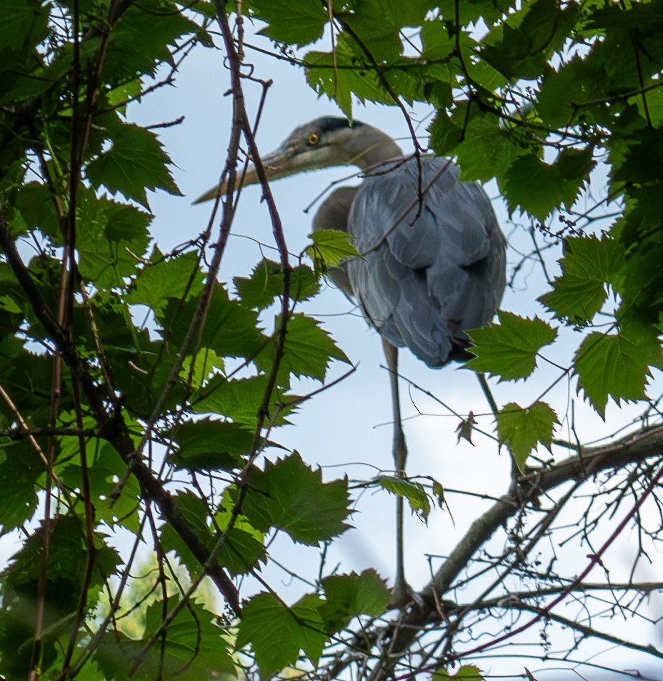 Great Blue Heron - Chad Berry