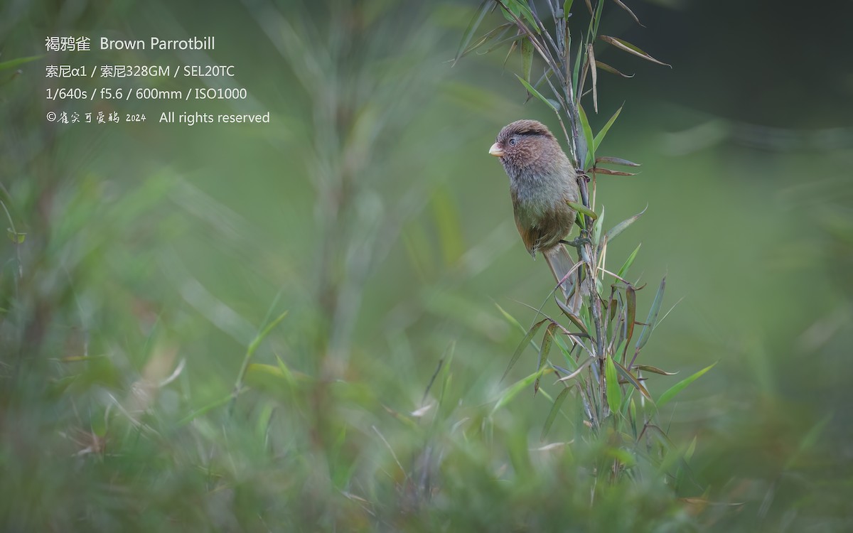 Brown Parrotbill - 雀实可爱 鸦