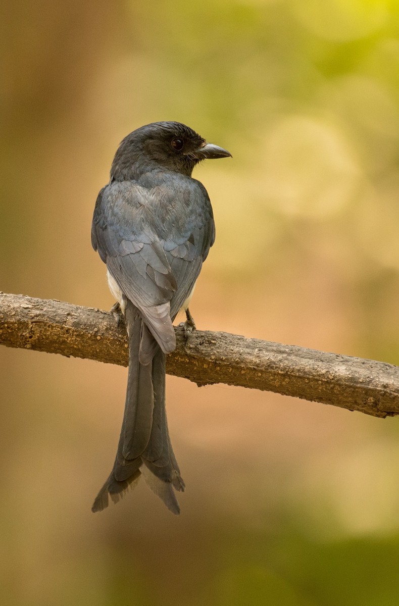 White-bellied Drongo - ML619554808