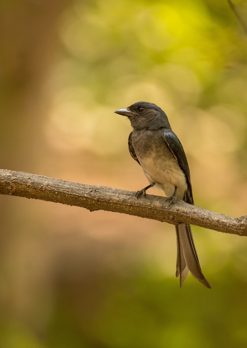 White-bellied Drongo - ML619554809