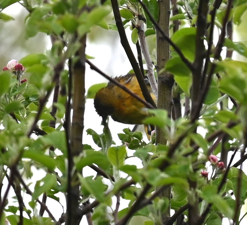 Baltimore Oriole - Nicolle and H-Boon Lee