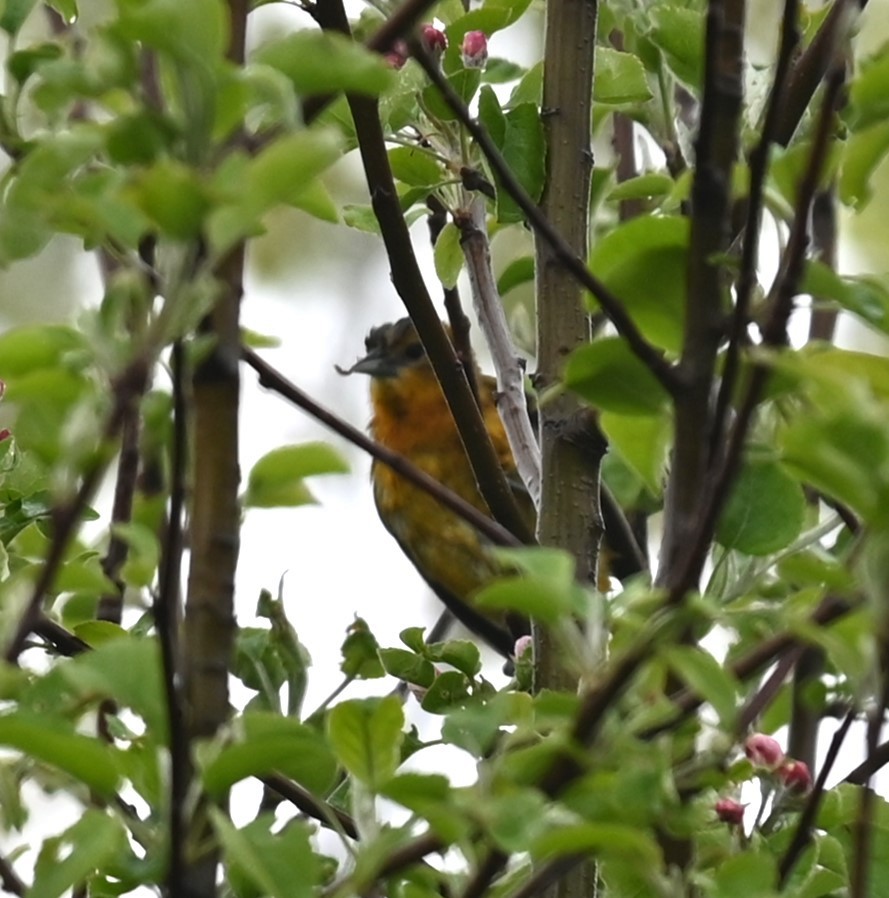 Baltimore Oriole - Nicolle and H-Boon Lee