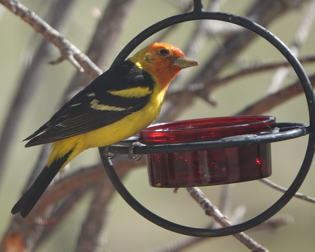 Western Tanager - Kirsti Aamodt