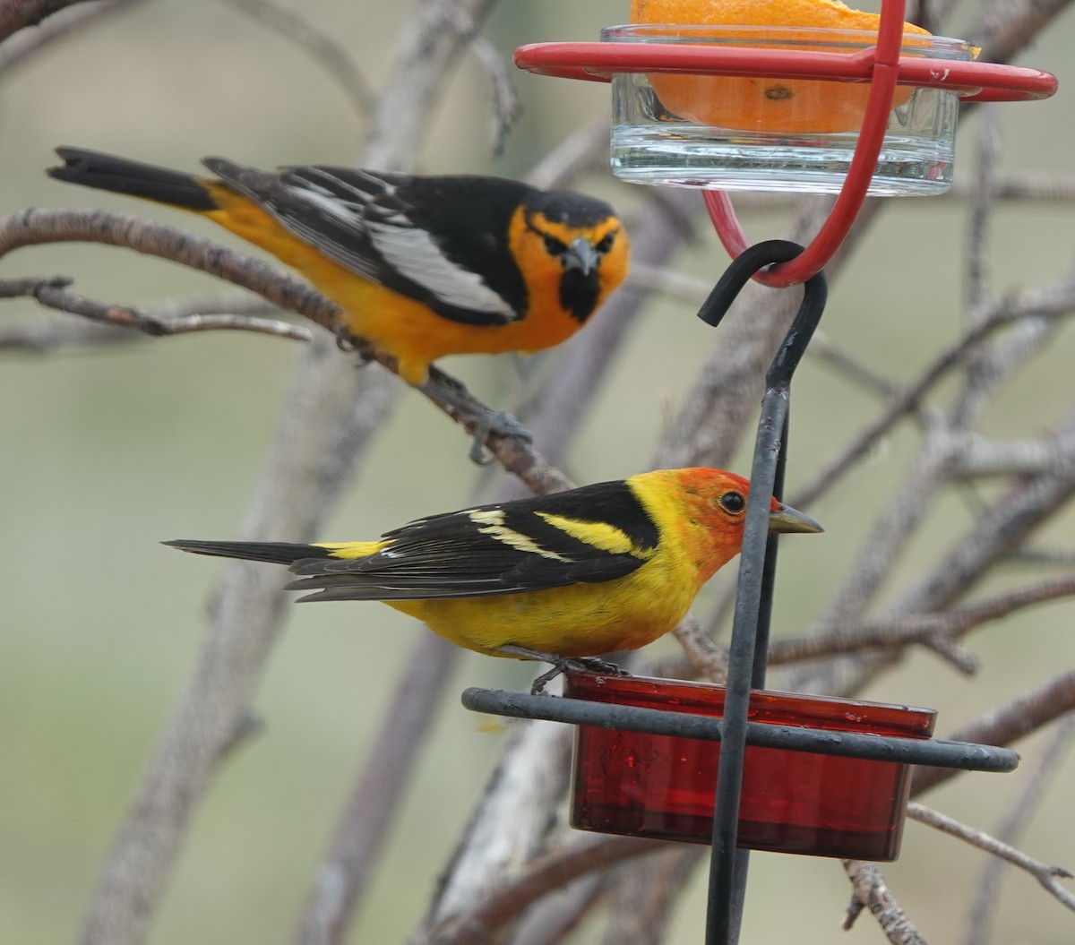 Western Tanager - Kirsti Aamodt