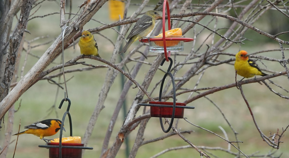 Western Tanager - Kirsti Aamodt