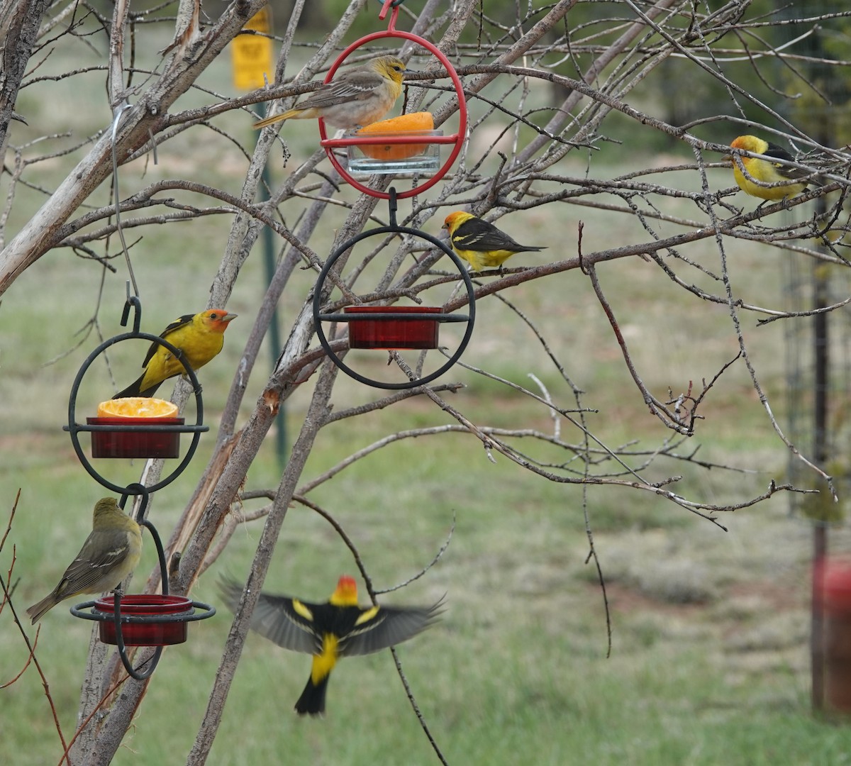 Western Tanager - Kirsti Aamodt