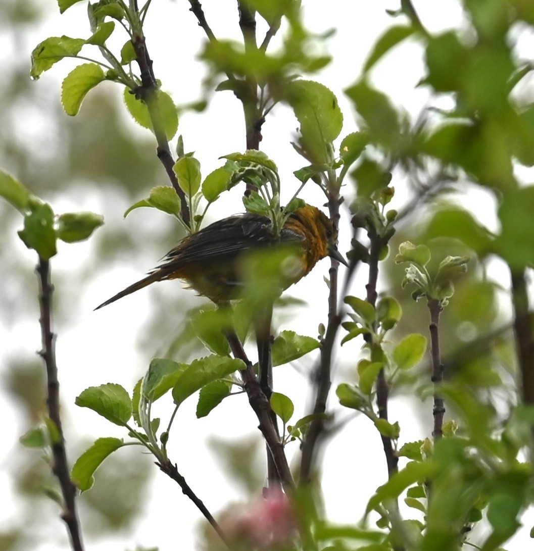 Baltimore Oriole - Nicolle and H-Boon Lee