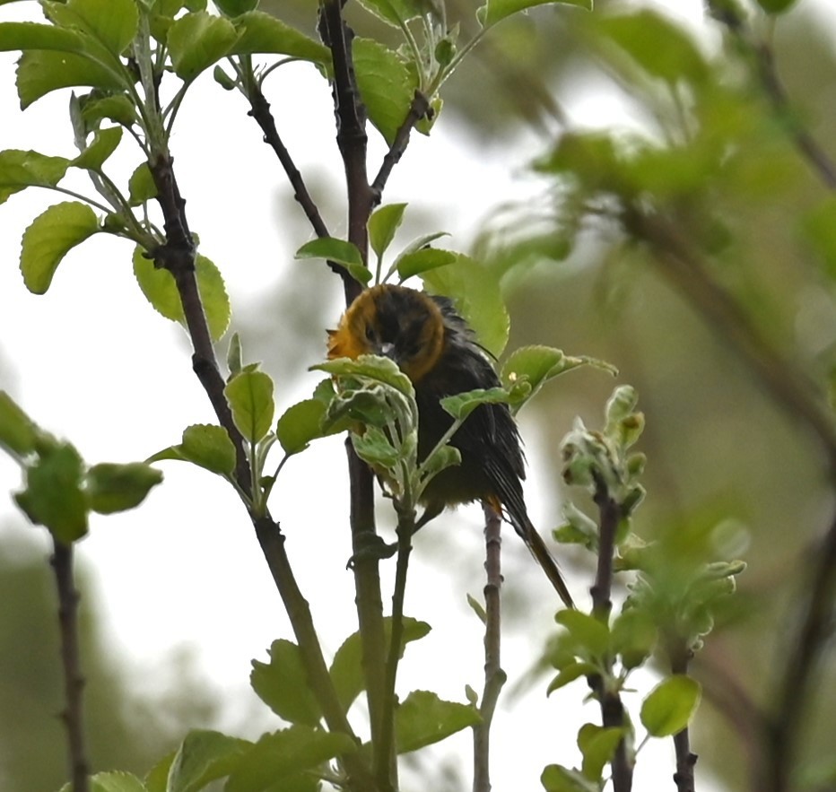 Baltimore Oriole - Nicolle and H-Boon Lee