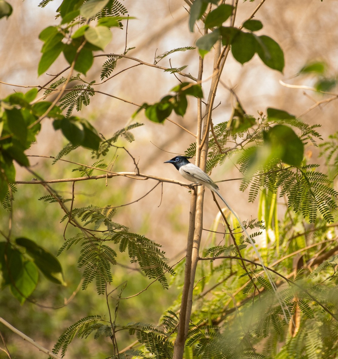 Indian Paradise-Flycatcher - ML619554827