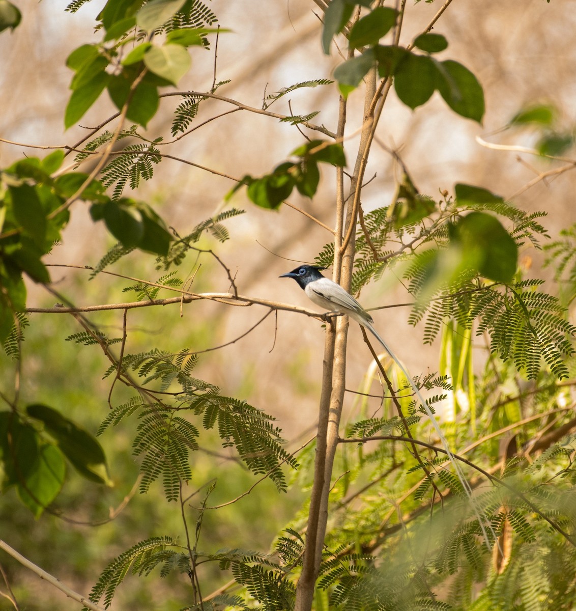 Indian Paradise-Flycatcher - Shehnaz K A