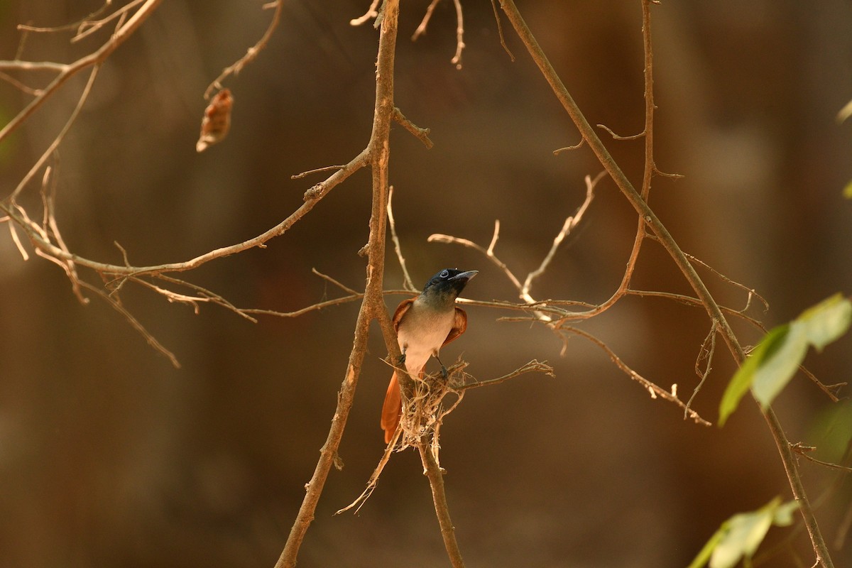 Indian Paradise-Flycatcher - Shehnaz K A