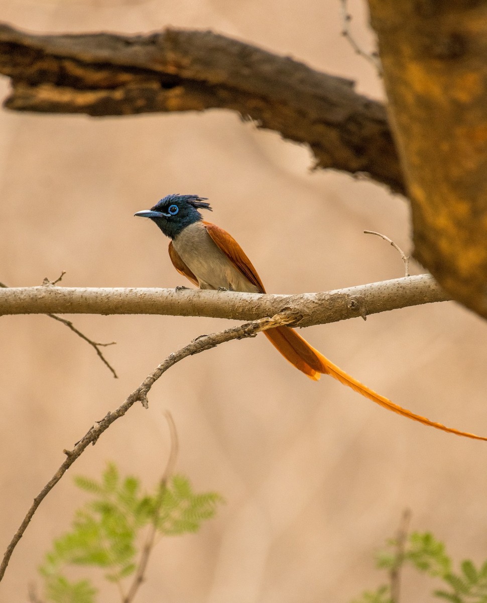 Indian Paradise-Flycatcher - Shehnaz K A