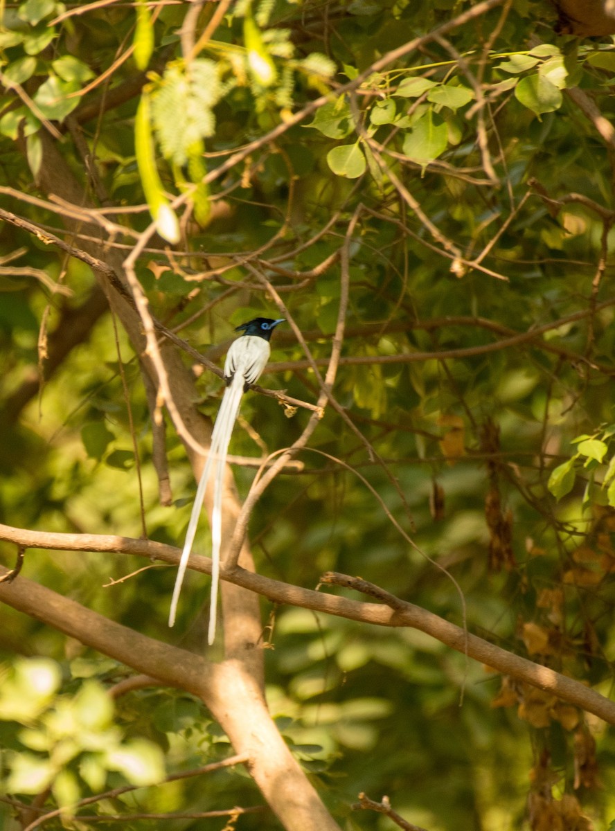 Indian Paradise-Flycatcher - ML619554830