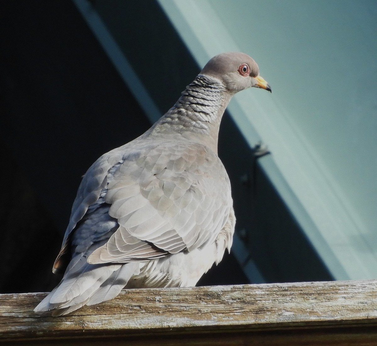 Band-tailed Pigeon - Ross Lockwood