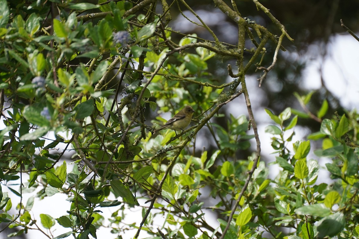 Lesser Goldfinch - ML619554833