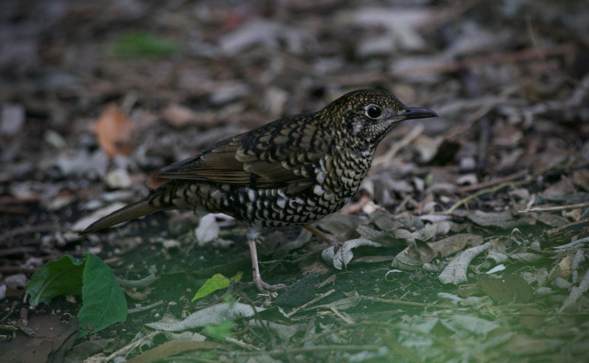 Bassian Thrush - David  Tytherleigh