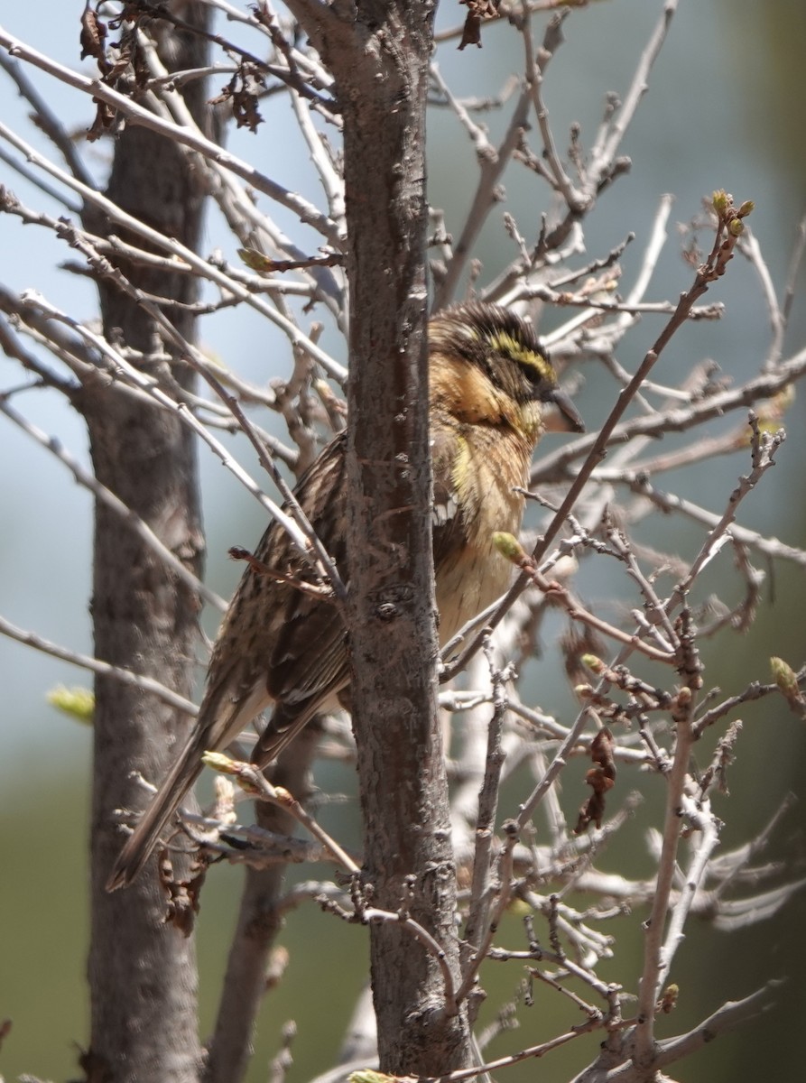 Black-headed Grosbeak - Kirsti Aamodt