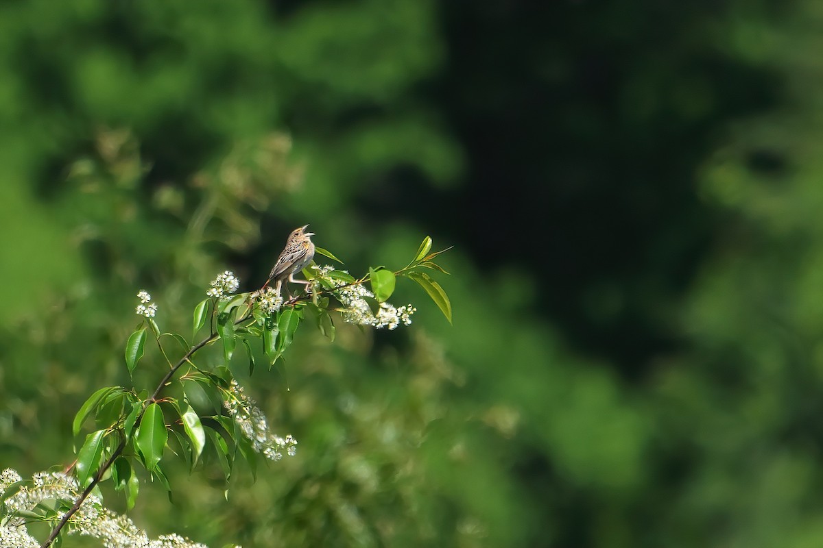 Grasshopper Sparrow - Russ Smiley