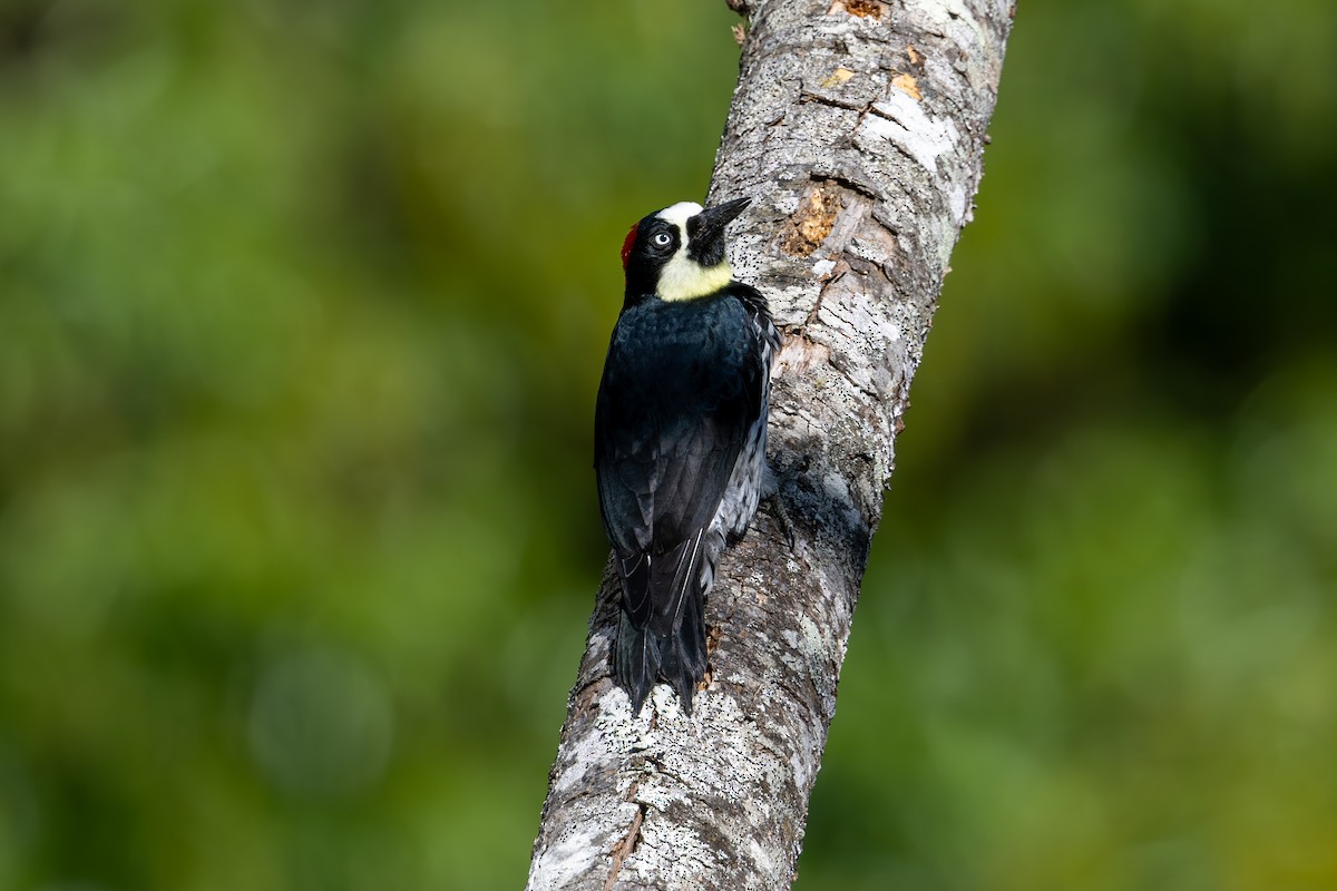 Acorn Woodpecker - Mason Flint