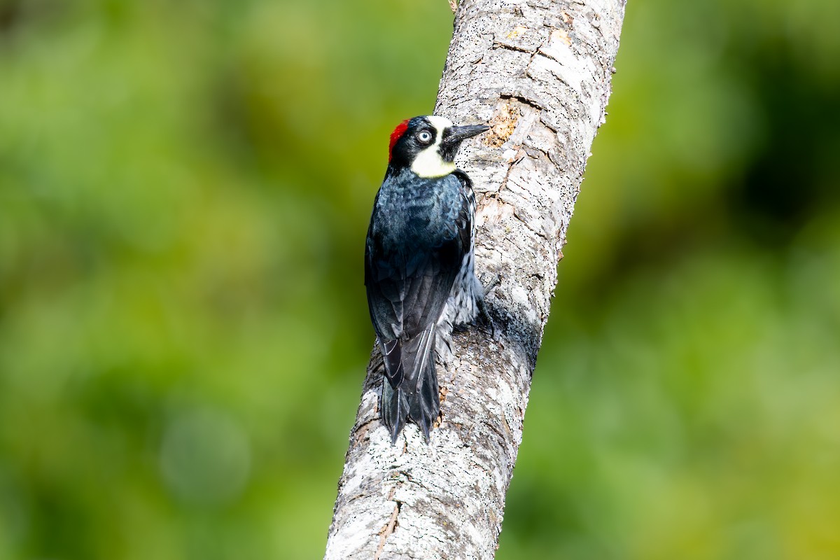 Acorn Woodpecker - Mason Flint