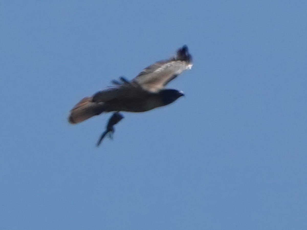 Red-tailed Hawk - Kirsti Aamodt