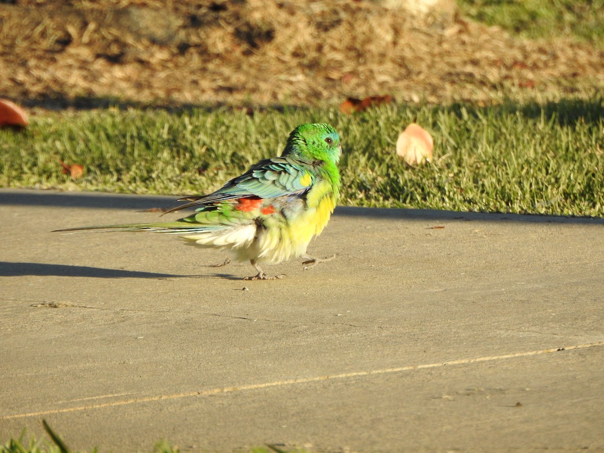 Red-rumped Parrot - ML619554872