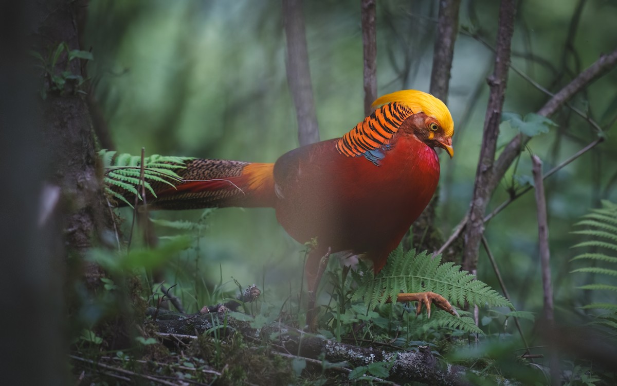 Golden Pheasant - 雀实可爱 鸦