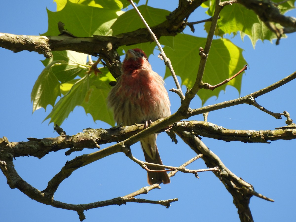 House Finch - Irene Cody