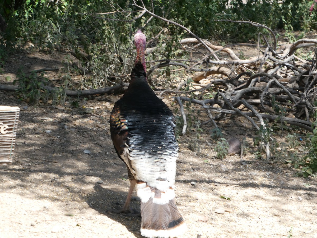 Wild Turkey - Pamela Mull